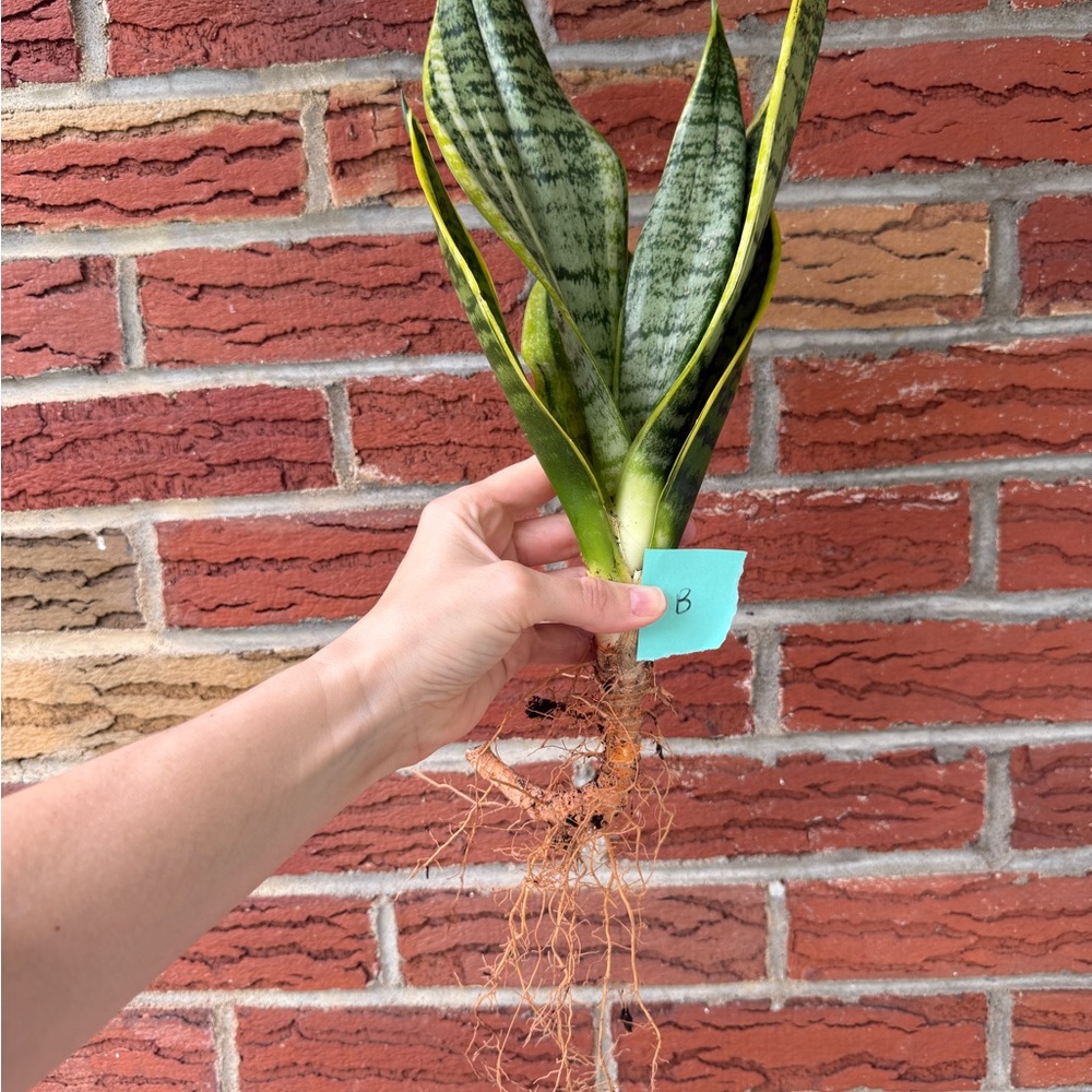 Vibrant Green Snake Plant - Picture 5 of 6